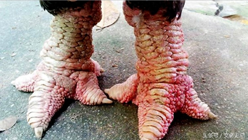 越南独特品种的大脚鸡,没想到这货却是一种绝味的美食!