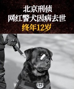 又萌又刚！北京网红警犬巴法罗因病去世，终年12岁