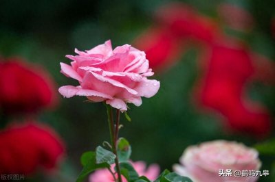 ​我们常说的玫瑰其实是月季？“花中皇后”玫瑰你真的了解吗？