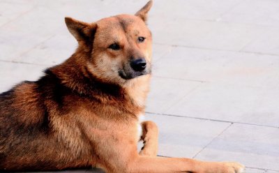 ​为什么中华田园犬会被禁养？专家说出的四大原因，很好理解