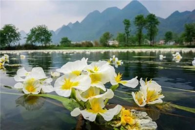 ​姘存################ф潹鑺别煂革紙鏄垚璇篃鏄姳锛?/p>