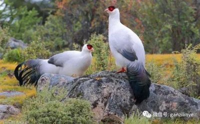 ​甘孜神奇的动物：白马鸡