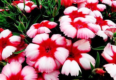 ​五彩石竹～色彩鲜艳，淡雅幽香