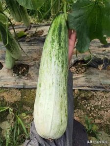 ​早中熟品种~羊角蜜