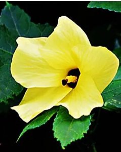 ​金花葵，别称野芙蓉，既可观赏，也可食用。