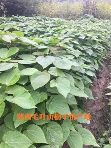 ​中国毛叶山桐子苗发展之路