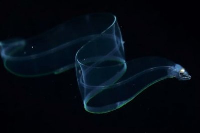 ​它是一种会“隐身”的鱼，全身透明，薄如柳叶，游动时像一条丝带