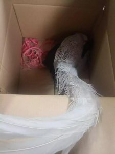 ​有谁认识它？白色山鸡闯入民宅，蜀黍将其带回派出所后，发现它竟是…