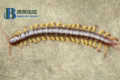 ​蜈蚣打死一只真的会引来很多吗？