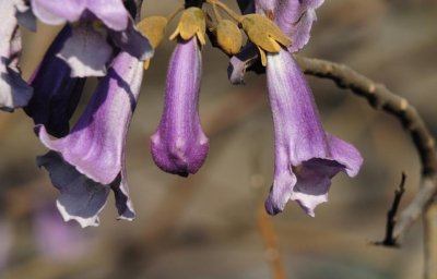 ​梧桐花开凤凰自来，情窦初开坚贞忠诚