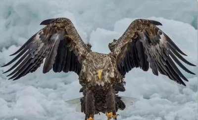 ​神雕侠侣丘处机与杨过