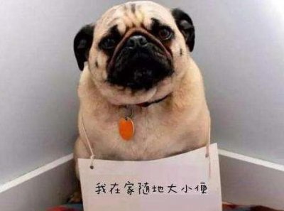 ​养狗后，家中弥漫着“狗尿味”？分享5个实用的办法