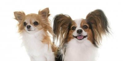 ​盘点25种可爱的宠物狗，有的聪明机警，有的温顺听话