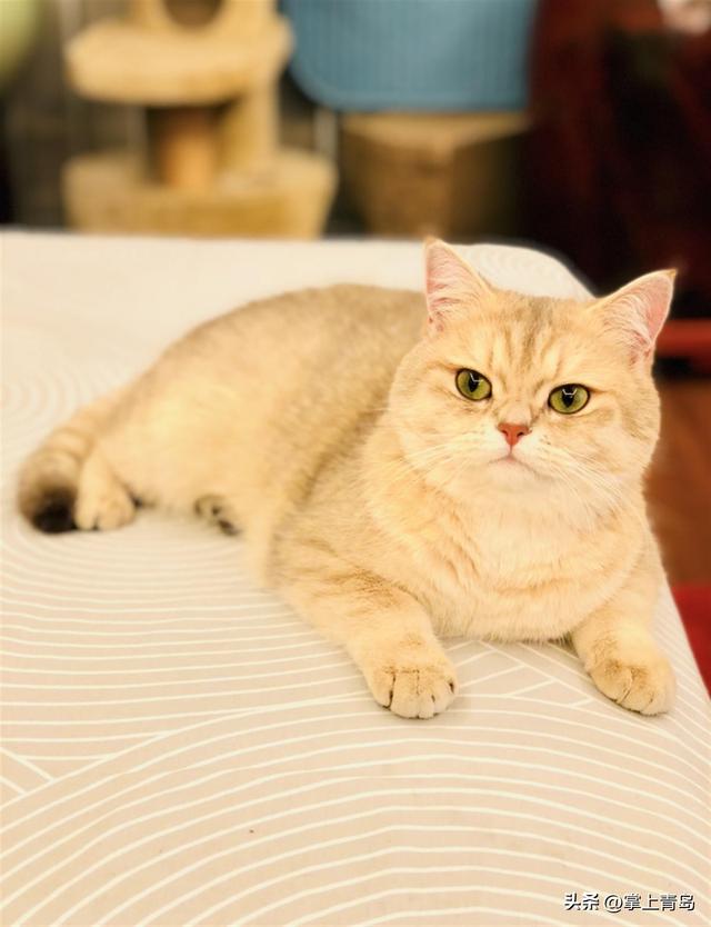 宠物行业发展市场分析（铲出个未来宠物消费市场规模超2000亿）(4)