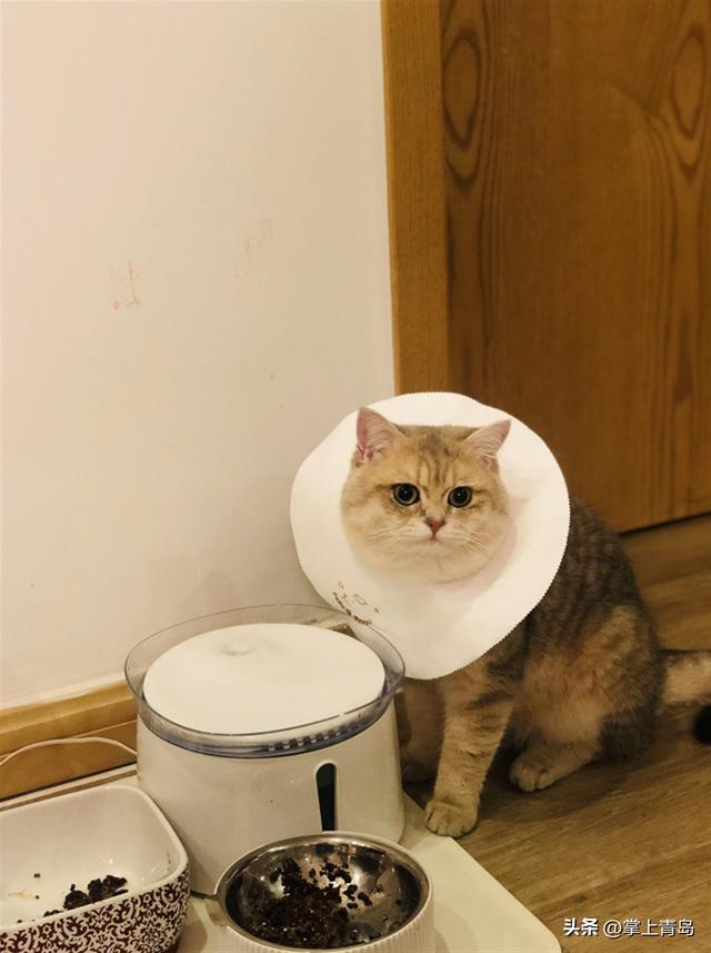 宠物行业发展市场分析（铲出个未来宠物消费市场规模超2000亿）(5)