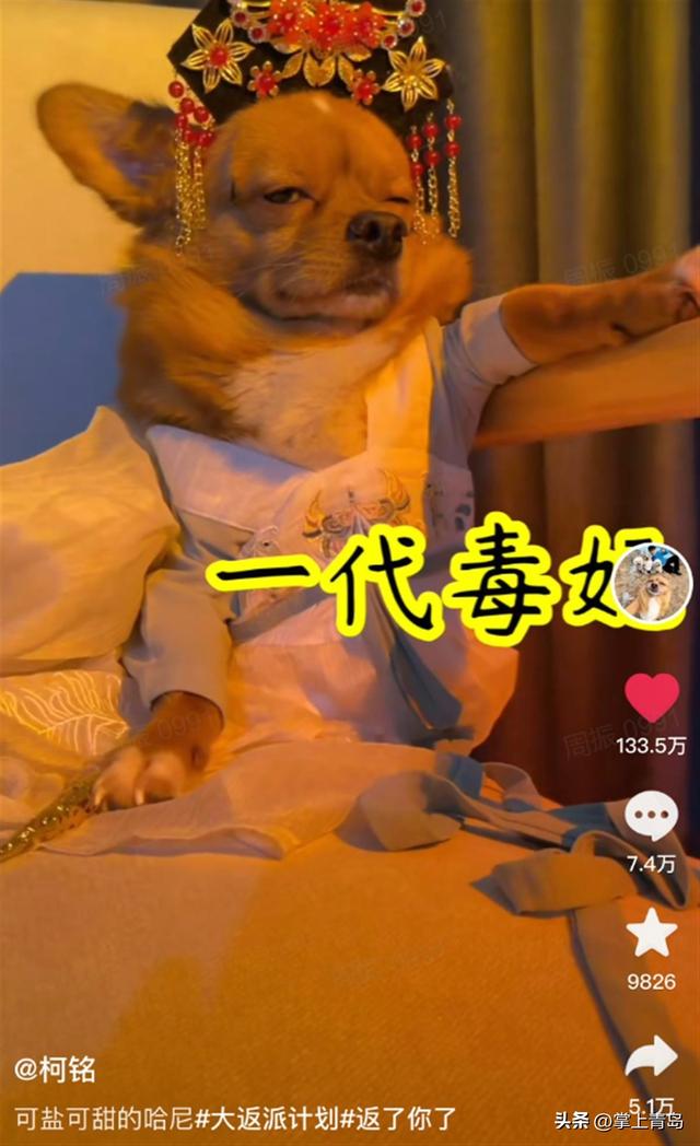 宠物行业发展市场分析（铲出个未来宠物消费市场规模超2000亿）(6)