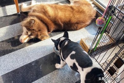 ​宠物行业发展市场分析（铲出个未来宠物消费市场规模超2000亿）