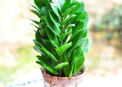 ​金钱树开花是什么预兆 金钱树开花好不好