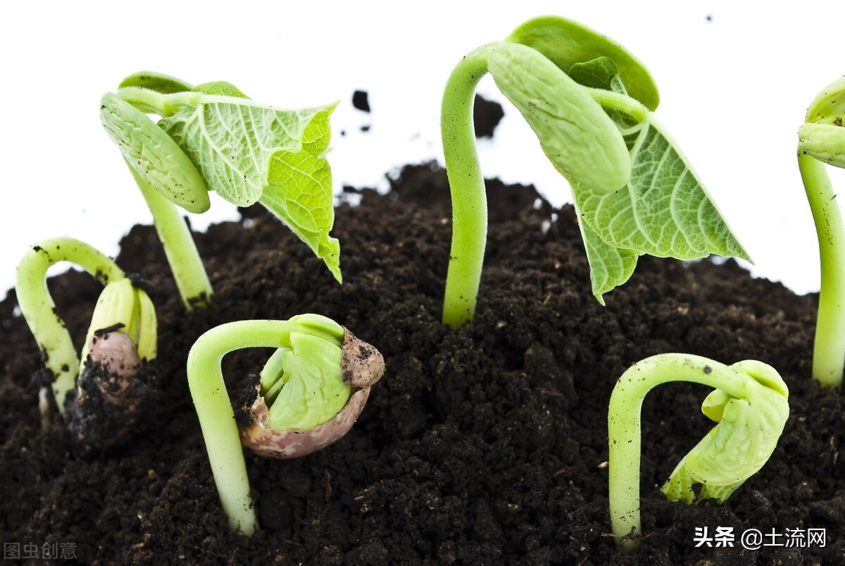 植物传播方法100种（知识科普植物的传播方式大全）