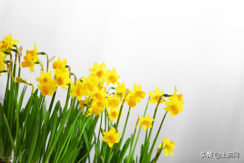 植物传播方法100种（知识科普植物的传播方式大全）