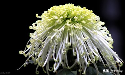 ​植物传播方法100种（知识科普植物的传播方式大全）