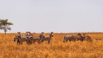 ​科摩罗是哪个国家