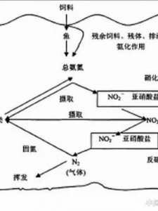 ​亚硝酸根离子(亚硝酸根离子的结构式)