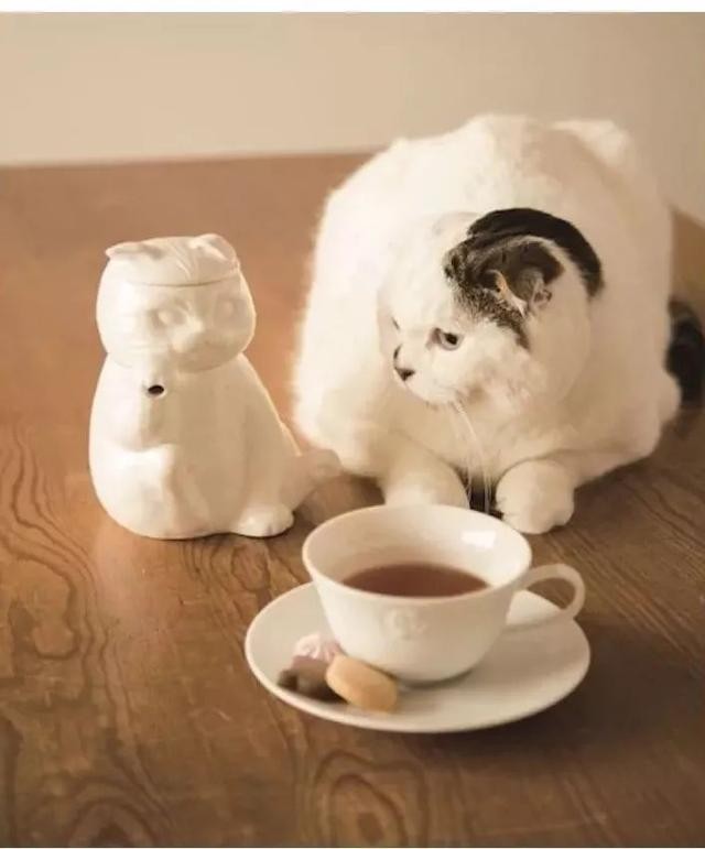 猫咪主食杯（星爸爸猫爪杯算什么）(37)