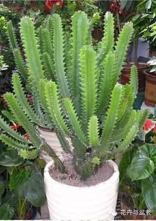 仙人掌科植物大全带名字（常见的仙人掌类的植物）