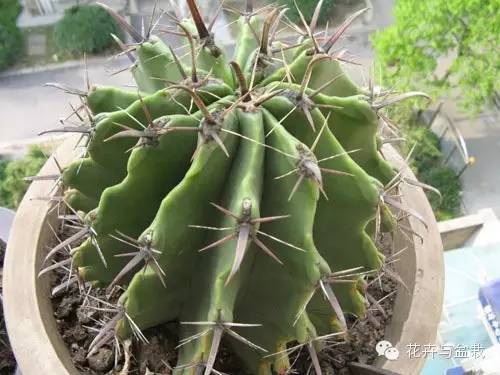 仙人掌科植物大全带名字（常见的仙人掌类的植物）