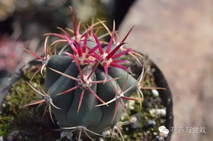 仙人掌科植物大全带名字（常见的仙人掌类的植物）