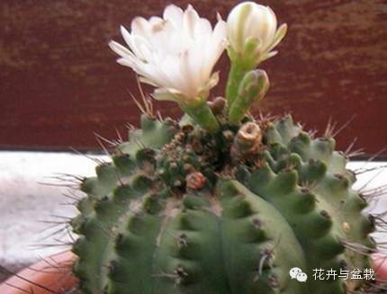 仙人掌科植物大全带名字（常见的仙人掌类的植物）