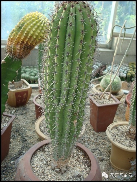 仙人掌科植物大全带名字（常见的仙人掌类的植物）