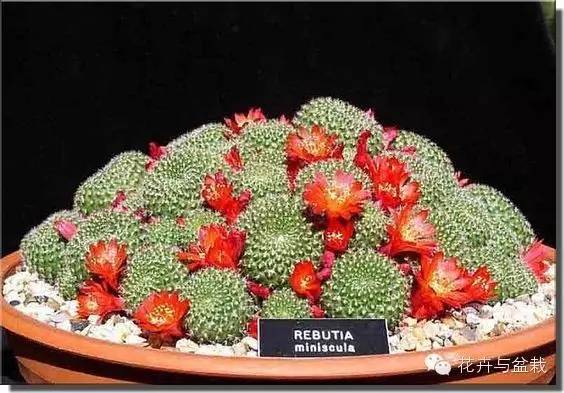 仙人掌科植物大全带名字（常见的仙人掌类的植物）