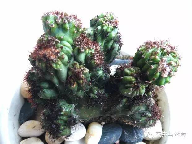 仙人掌科植物大全带名字（常见的仙人掌类的植物）