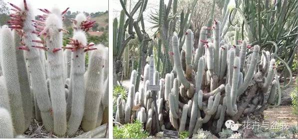 仙人掌科植物大全带名字（常见的仙人掌类的植物）