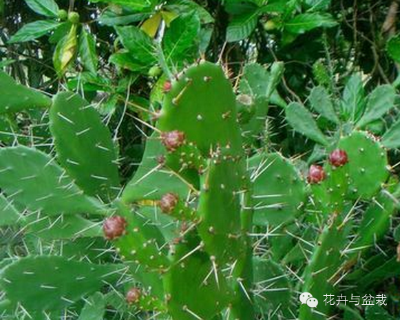 仙人掌科植物大全带名字（常见的仙人掌类的植物）