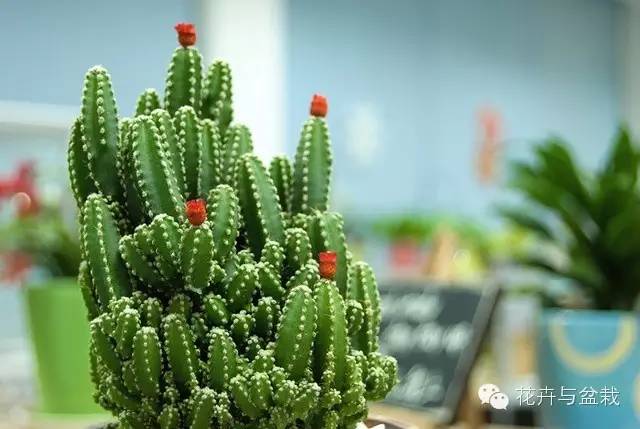 仙人掌科植物大全带名字（常见的仙人掌类的植物）