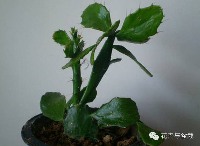 仙人掌科植物大全带名字（常见的仙人掌类的植物）