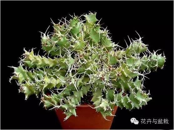 仙人掌科植物大全带名字（常见的仙人掌类的植物）