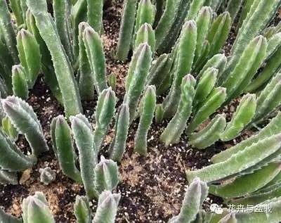 仙人掌科植物大全带名字（常见的仙人掌类的植物）