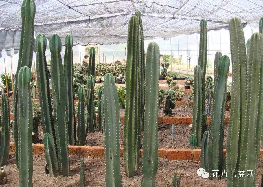 仙人掌科植物大全带名字（常见的仙人掌类的植物）