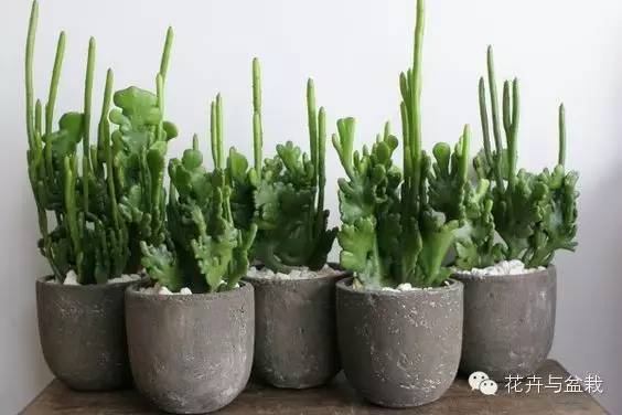 仙人掌科植物大全带名字（常见的仙人掌类的植物）