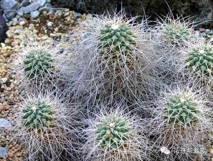 仙人掌科植物大全带名字（常见的仙人掌类的植物）