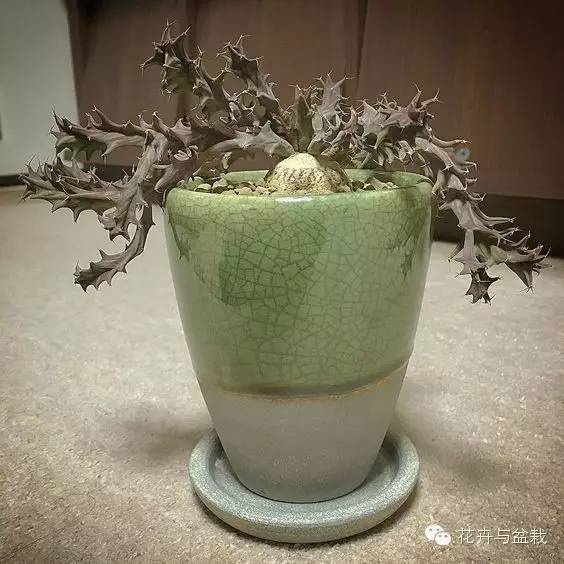 仙人掌科植物大全带名字（常见的仙人掌类的植物）
