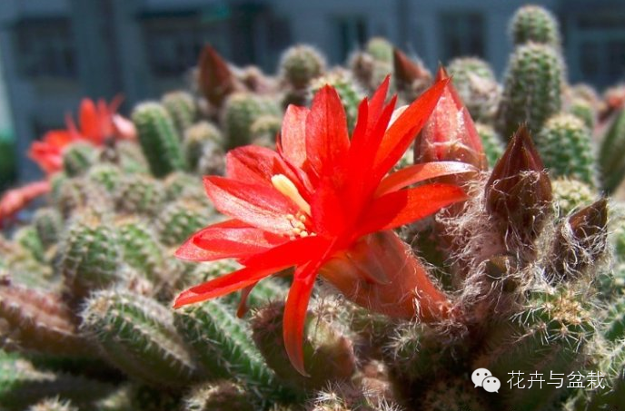 仙人掌科植物大全带名字（常见的仙人掌类的植物）