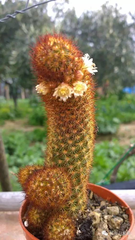 仙人掌科植物大全带名字（常见的仙人掌类的植物）