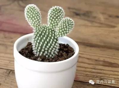 仙人掌科植物大全带名字（常见的仙人掌类的植物）