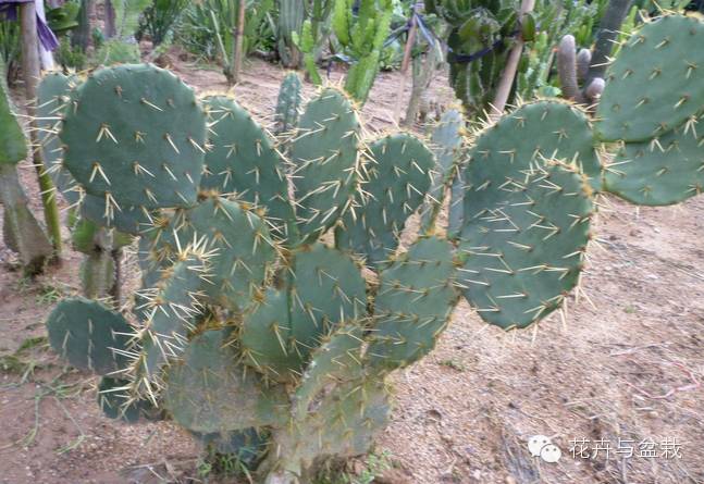 仙人掌科植物大全带名字（常见的仙人掌类的植物）