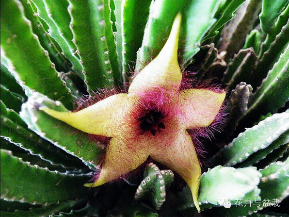 仙人掌科植物大全带名字（常见的仙人掌类的植物）